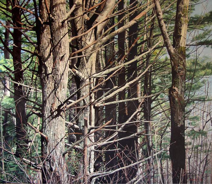 Pine Woods - Oil on Canvas - 52 x 58
