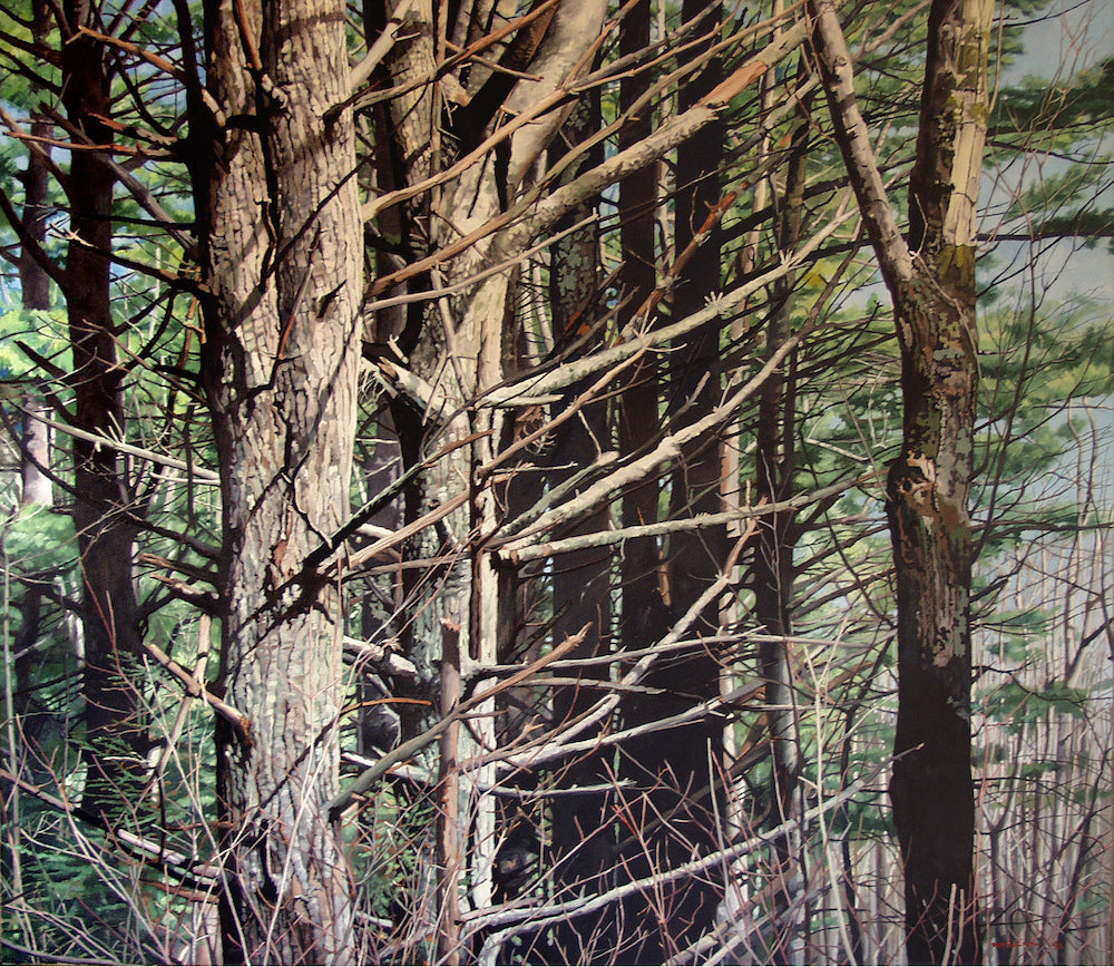 Pine Woods - Oil on Canvas - 52 x 58"
